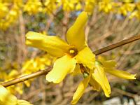 Forsythia cv. Beatrix Farrand (fam Oleacees) (Photo F. Mrugala) (4)